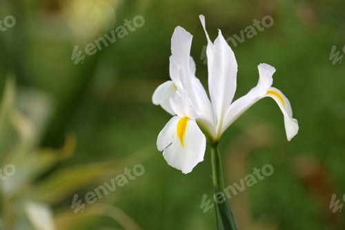 Preview: close up of white iris flower in the garden