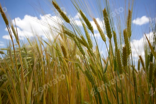 Preview: Farming. Wheat field in summer.