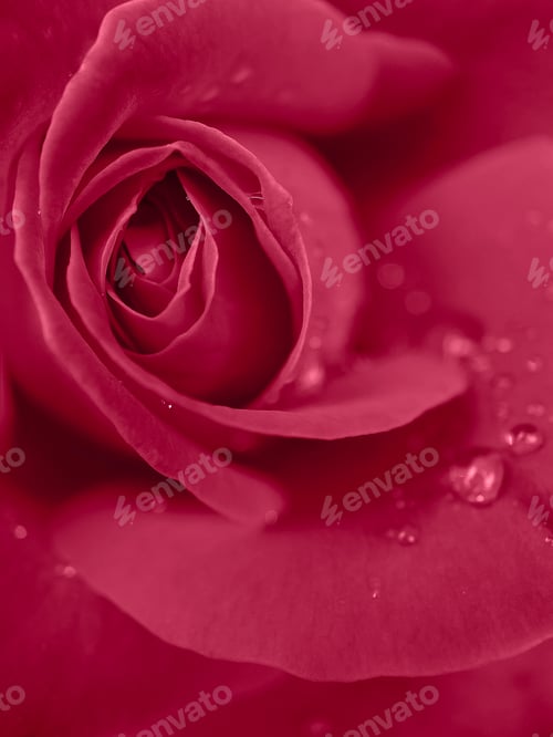 Preview: Trendy color viva magenta red toned of macro view of rose flower petals floral natural background