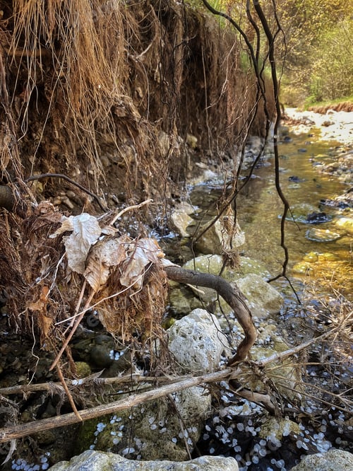 Preview: roots hang down on a mountain stream