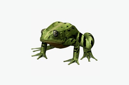 Preview: Spotted frog with striped markings