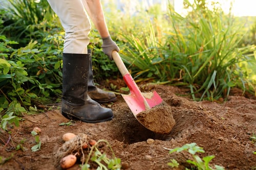 Preview: Woman shod in boots digs potatoes in her garden.
