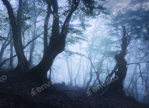 Preview: Mystical forest in blue fog in spring at dusk. Dark woods