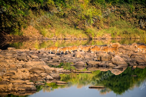 Preview: Spotted deer in Panna National Park in India.