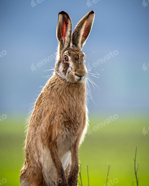 Preview: Fluffy brown hare in a lush green field