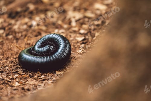 Preview: African Giant Black Millipede