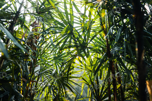 Preview: Closeup Nature View Of Tropical Leaf Background