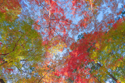 Preview: Red maple leaves or fall foliage in colorful autumn season, Yamanashi. Five lakes. Trees in Japan