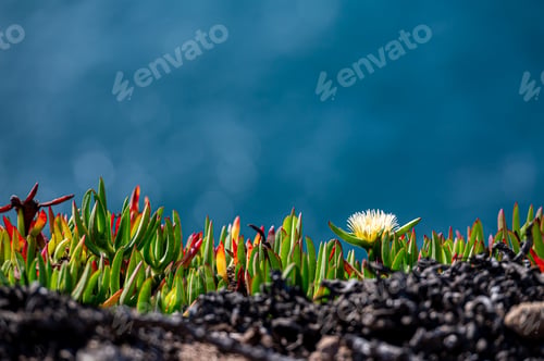 Preview: Vibrant coastal plants blooming on rocky terrain overlooking the ocean during daytime