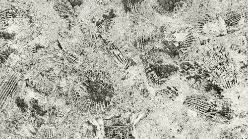 Preview: Stone texture with fossils