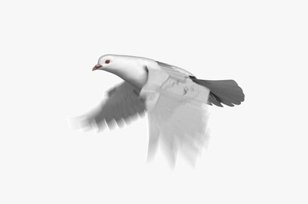 Vista previa: Paloma blanca animada en vuelo
