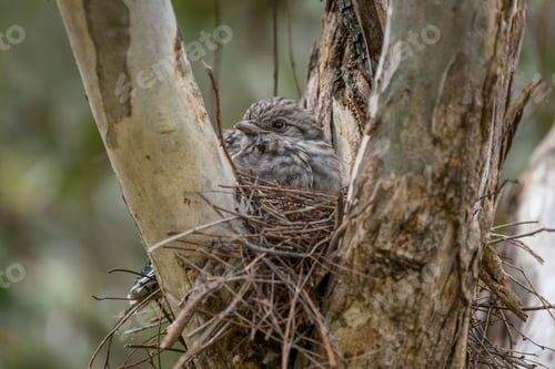 Preview: Closeup shot of a Dusky Woodswallow perched on a tree branch building a nest