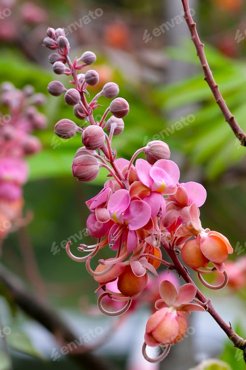 Preview: Delicate Pink Flowers Blooming on a Lush Plant