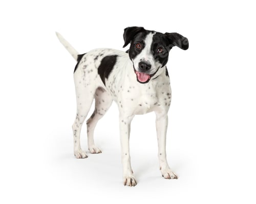 Preview: Happy Mixed Large Breed Dog White Black Spots