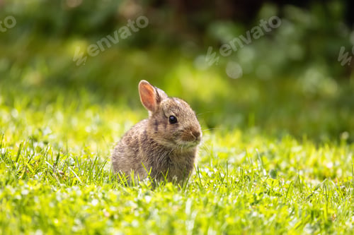 Preview: Wild Baby Rabbit sitting and eating on green grass.