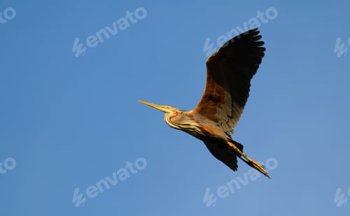 Preview: Striking Purple Heron Soaring Freely in Blue Sky