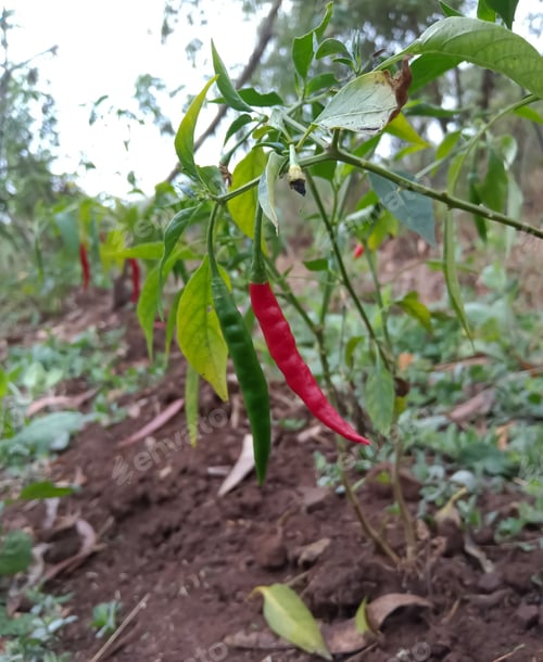 Preview: Red and green chillies on the chilli tree in Indian agriculture farm