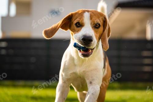 Preview: Beagle dog with a ball on a green meadow during spring,summer runs towards camera with ball