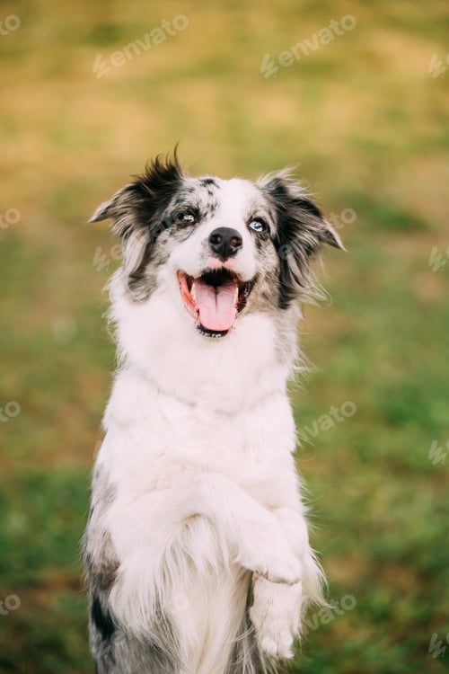Preview: Border Collie Adult Dog Staying On Paws In Green Grass. Close Up