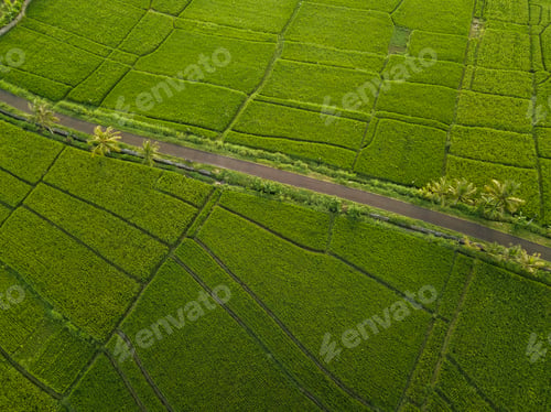 Preview: Aerial view of rice fields,Bali,Indonesia