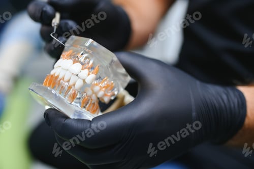 Preview: doctor holds human jaw model in hand