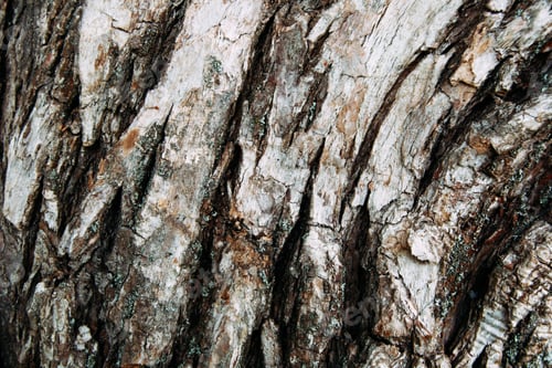 Preview: Close up of tree bark texture. Authentic dried cracked wood. Aesthetic natural wooden background