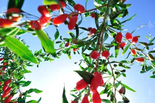 Preview: Goji berry fruits and plants in sunshine garden