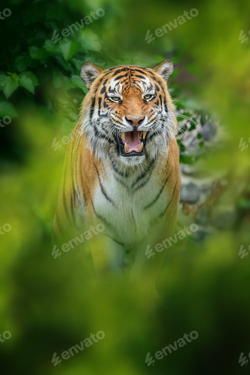 Preview: Tiger, wild animal in the natural habitat
