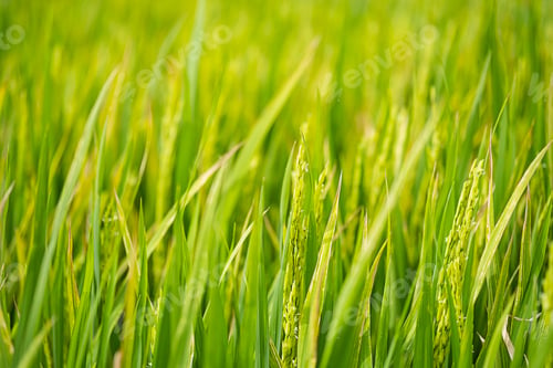 Preview: Rice plantation in sunlight. Farm field background.