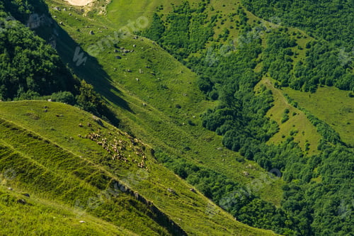 Preview: Herd of sheep on the mountainside