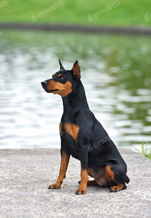 Preview: Miniature pinscher dog on green background