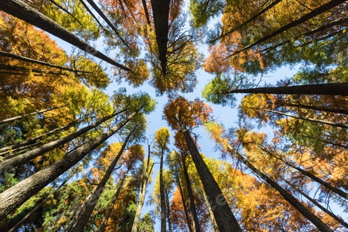 Preview: autumn forest background