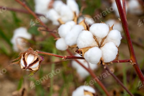 Preview: Cotton fields ready for harvesting, agriculture