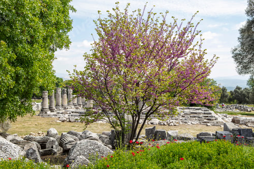 Preview: Ruins of the ancient sanctuary Lagina, Turkey