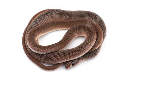 Preview: The rufous beaked snake isolated on white background