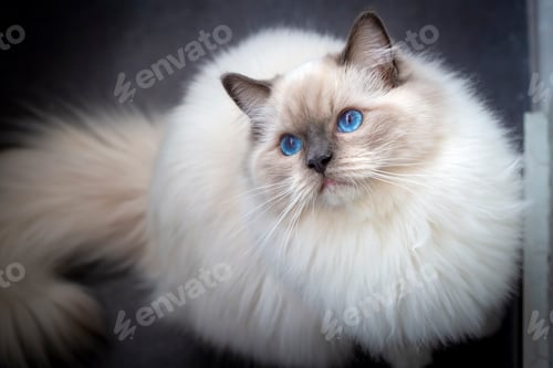 Preview: Cute pet ragdoll cat. Pet animal.