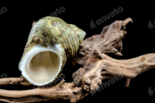 Preview: Horned Turbo cornutus Snail on Driftwood