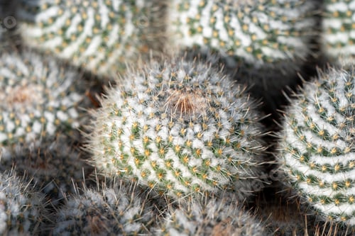 Preview: Cactus in natural light