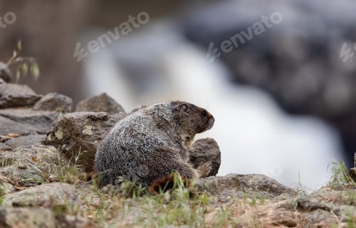 Preview: Marmot in American Nature Landscape during cloudy day.
