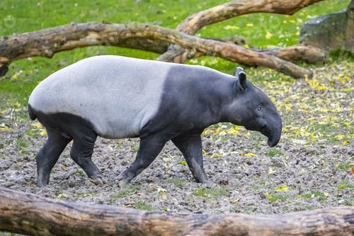 Preview: A young tapir walking