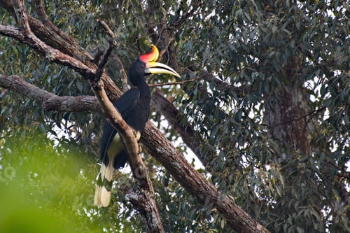 Preview: Closeup of a Rhinoceros Hornbill on a branch in the jungles of southeast Asia in Thailand