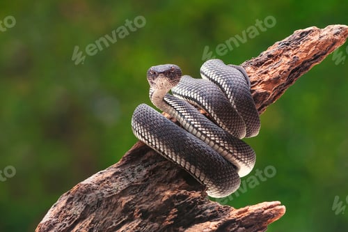 Preview: Black Mangrove Pit Viper Snake Purpureomaculatus on a Tree