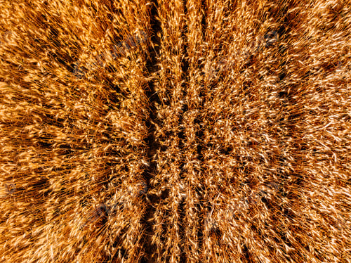 Preview: Aerial view of yellow wheat agricultural crops field, top view