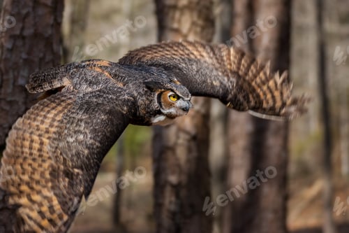Preview: Great Horned Owl in Flight
