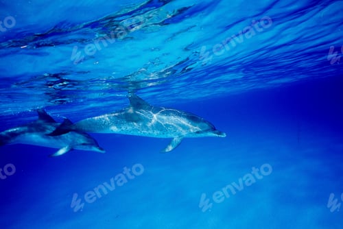 Preview: Two atlantic spotted dolphins, underwater view