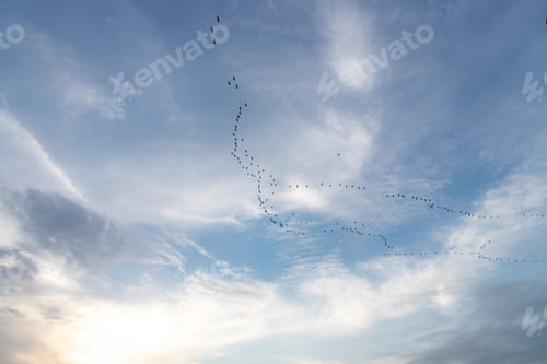 Preview: migration