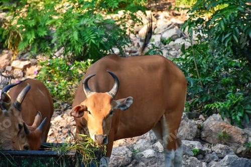Preview: Herd of cows in zoo, on summer sunny day
