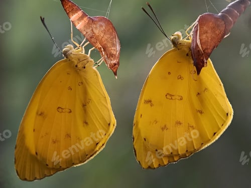 Preview: Butterfly