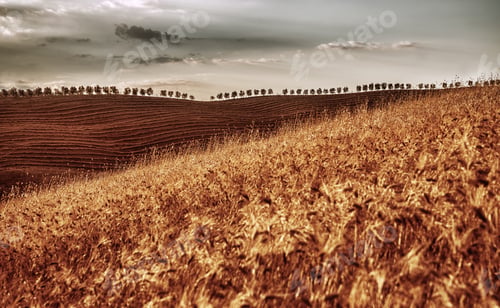 Preview: Golden dry wheat field
