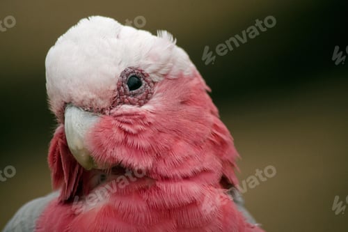 Preview: bird, cockatoo galah, parrot, pet